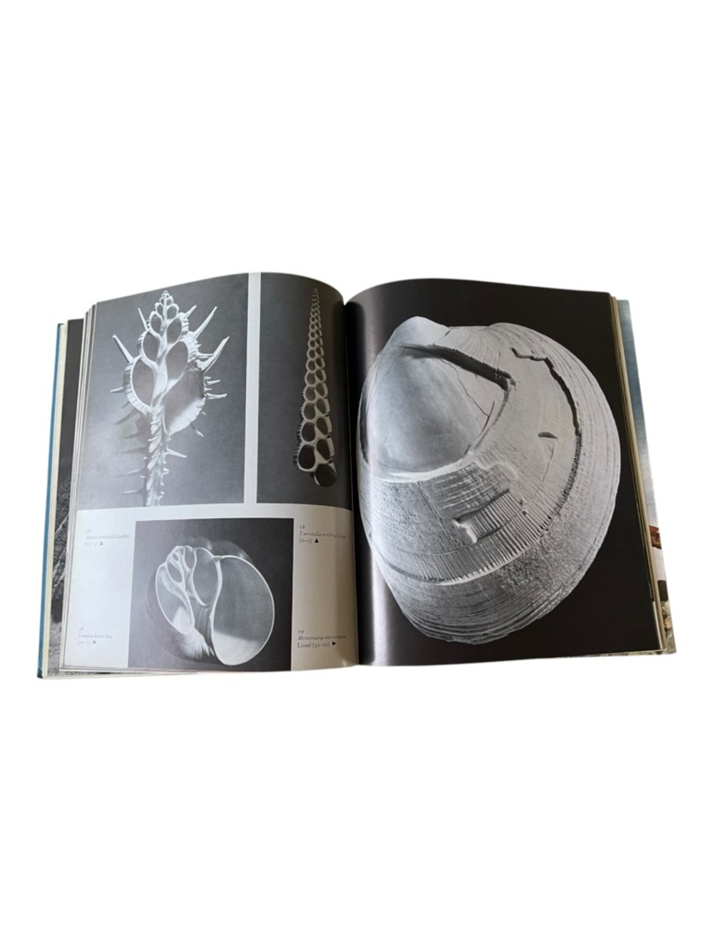 Vintage 1973 “Shells”Book Andreas Feininger & W. Emerson Viking Press- No DJ - Picture 7 of 9